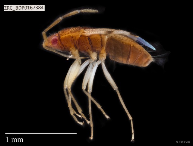 Hemiptera sp. "ZRCBDP0167369" • © Rene Ong • All Rights Reserved