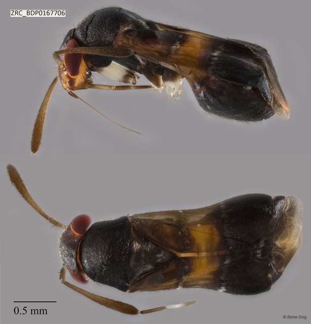 Hemiptera sp. "ZRCBDP0167373" • © Rene Ong • All Rights Reserved