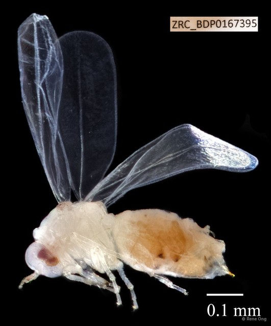 Hemiptera sp. "ZRCBDP0167395" • © Rene Ong • All Rights Reserved
