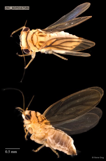 Hemiptera sp. "ZRCBDP0167425" • © Rene Ong • All Rights Reserved