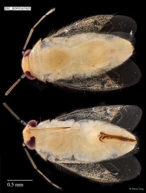 Hemiptera sp. "ZRCBDP0167605" • © Rene Ong • All Rights Reserved