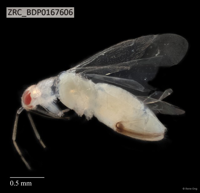 Hemiptera sp. "ZRCBDP0167606" • © Rene Ong • All Rights Reserved