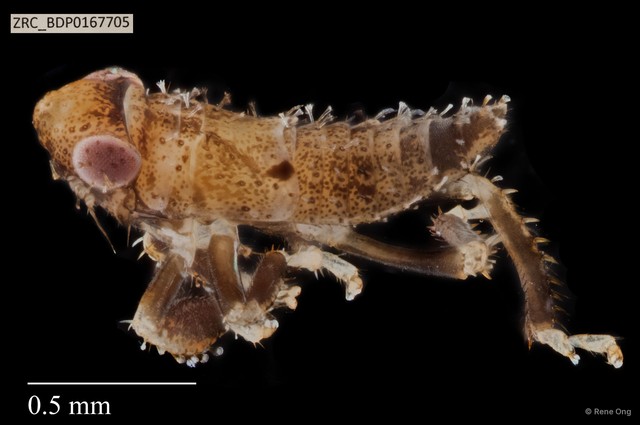 Hemiptera sp. "ZRCBDP0167705" • © Rene Ong • All Rights Reserved
