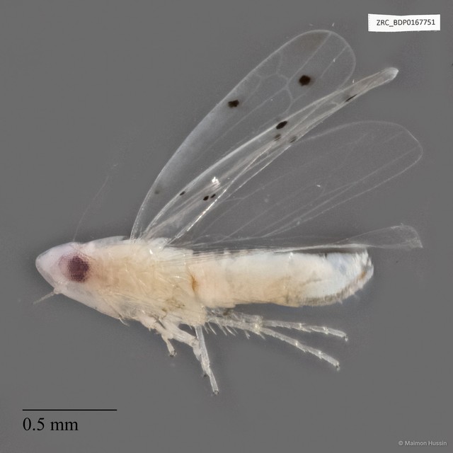 Hemiptera sp. "ZRCBDP0167751" • © Maimon Hussin • All Rights Reserved