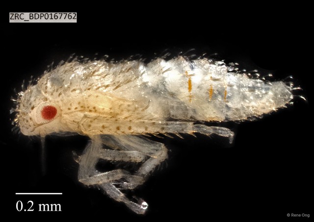 Hemiptera sp. "ZRCBDP0167762" • © Rene Ong • All Rights Reserved