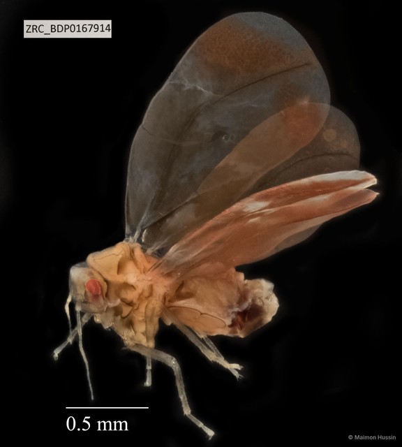 Hemiptera sp. "ZRCBDP0167772" • © Maimon Hussin • All Rights Reserved