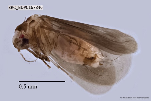 Hemiptera sp. "ZRCBDP0167846" • © Villanueva Jeremie Gonzales • All Rights Reserved