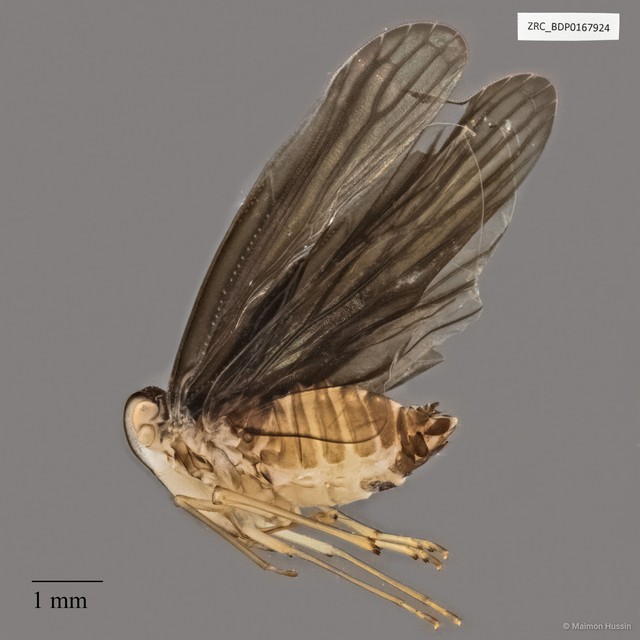 Hemiptera sp. "ZRCBDP0167924" • © Maimon Hussin • All Rights Reserved