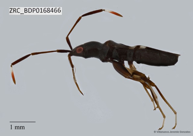 Hemiptera sp. "ZRCBDP0167928" • © Villanueva Jeremie Gonzales • All Rights Reserved