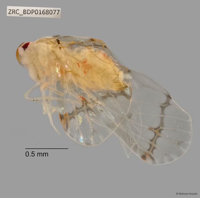 Hemiptera sp. "ZRCBDP0168077" • © Maimon Hussin • All Rights Reserved
