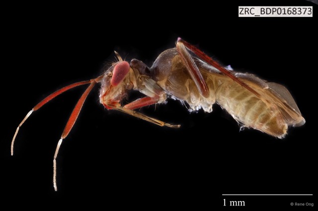 Hemiptera sp. "ZRCBDP0168373" • © Rene Ong • All Rights Reserved