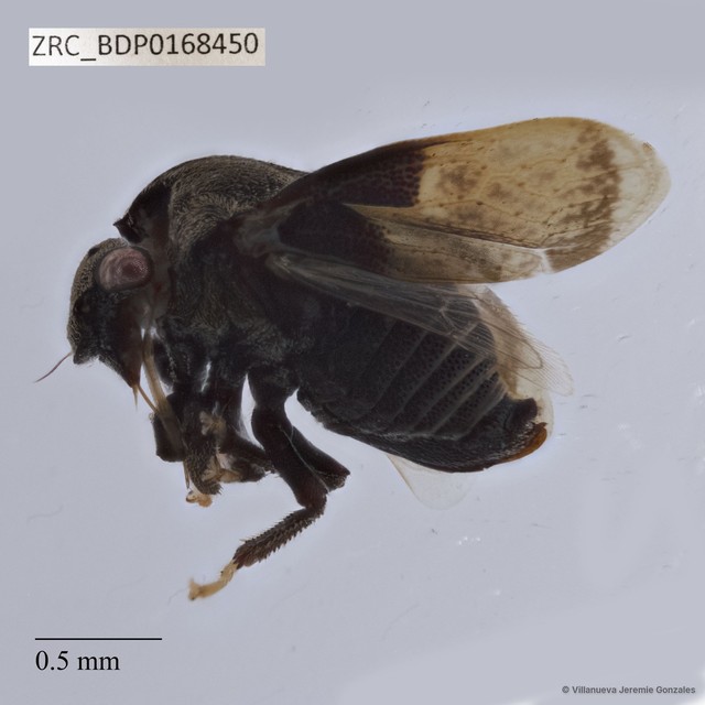 Hemiptera sp. "ZRCBDP0168450" • © Villanueva Jeremie Gonzales • All Rights Reserved