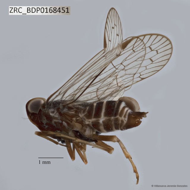 Hemiptera sp. "ZRCBDP0168451" • © Villanueva Jeremie Gonzales • All Rights Reserved
