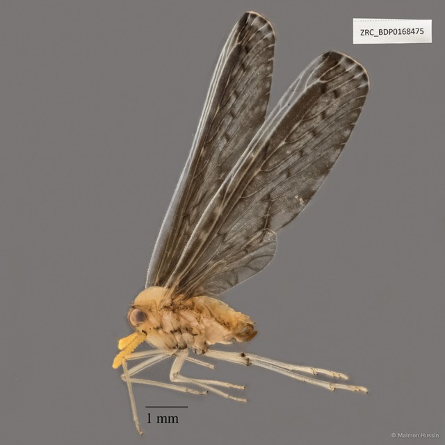 Hemiptera sp. "ZRCBDP0168475" • © Maimon Hussin • All Rights Reserved