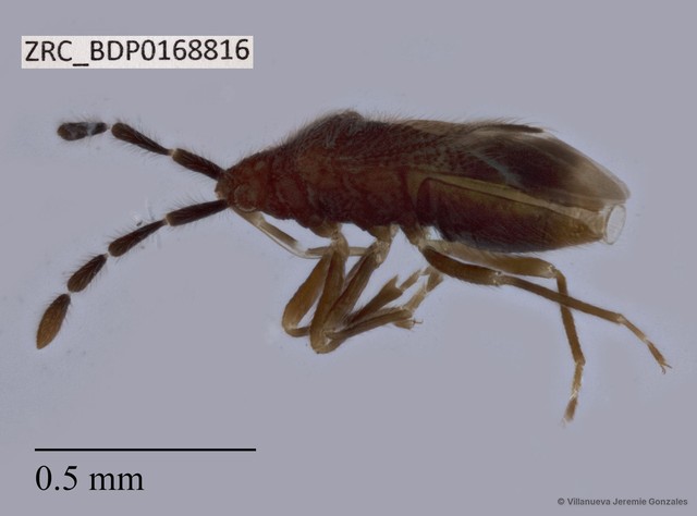 Hemiptera sp. "ZRCBDP0168816" • © Villanueva Jeremie Gonzales • All Rights Reserved