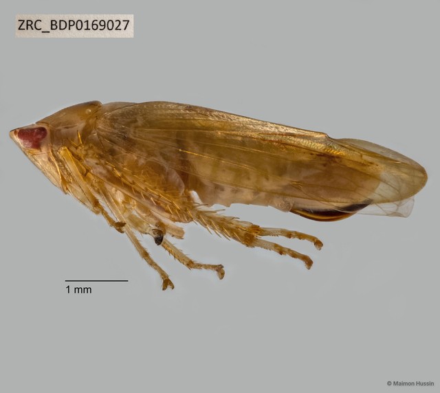 Hemiptera sp. "ZRCBDP0169027" • © Maimon Hussin • All Rights Reserved