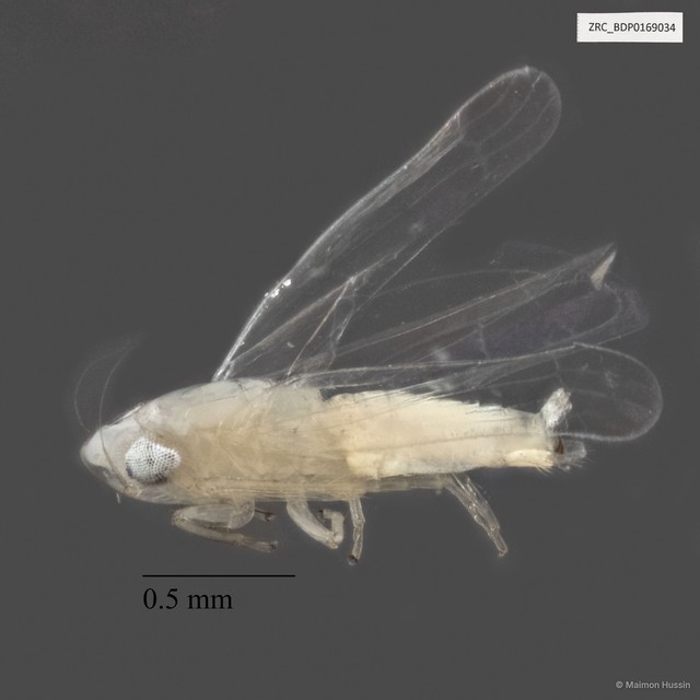 Hemiptera sp. "ZRCBDP0169034" • © Maimon Hussin • All Rights Reserved