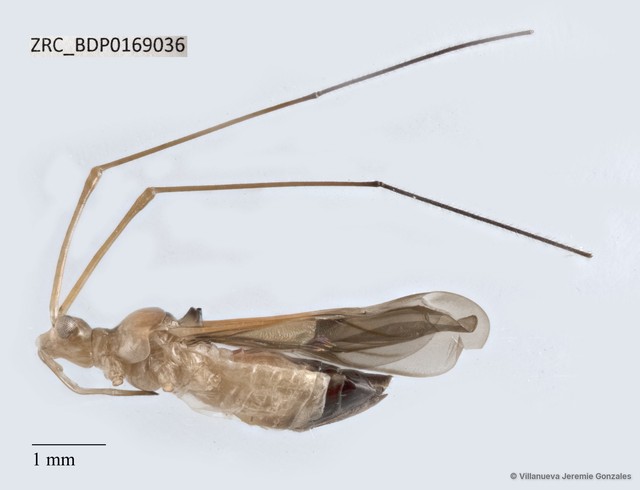 Hemiptera sp. "ZRCBDP0169036" • © Villanueva Jeremie Gonzales • All Rights Reserved