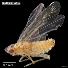 Hemiptera sp. "ZRCBDP0169074"