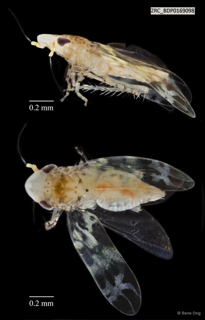 Hemiptera sp. "ZRCBDP0169098" • © Rene Ong • All Rights Reserved
