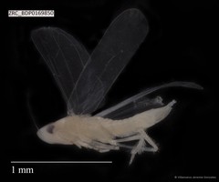 Hemiptera sp. "ZRCBDP0169129"