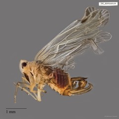 Hemiptera sp. "ZRCBDP0169134"