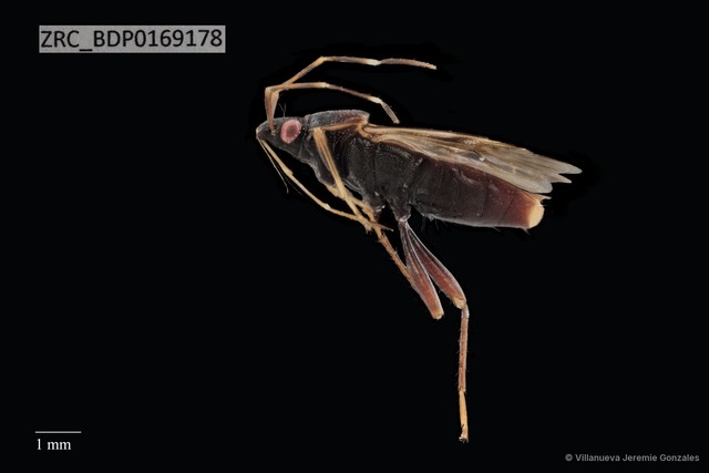 Hemiptera sp. "ZRCBDP0169178" • © Villanueva Jeremie Gonzales • All Rights Reserved