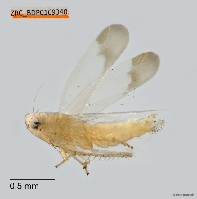 Hemiptera sp. "ZRCBDP0169340" • © Maimon Hussin • All Rights Reserved