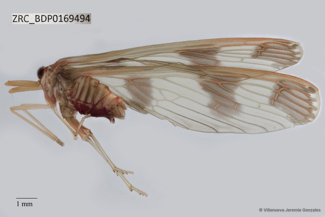 Hemiptera sp. "ZRCBDP0169494" • © Villanueva Jeremie Gonzales • All Rights Reserved