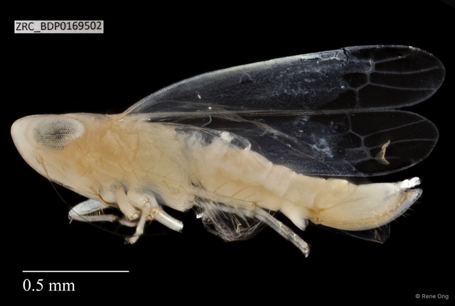 Hemiptera sp. "ZRCBDP0169502" • © Rene Ong • All Rights Reserved