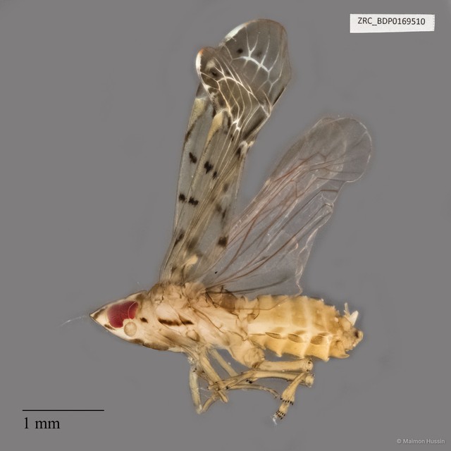 Hemiptera sp. "ZRCBDP0169510" • © Maimon Hussin • All Rights Reserved