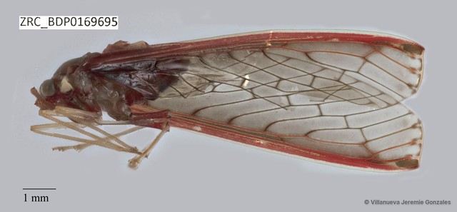 Hemiptera sp. "ZRCBDP0169695" • © Villanueva Jeremie Gonzales • All Rights Reserved