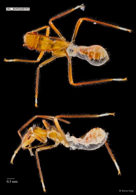 Hemiptera sp. "ZRCBDP0169747"