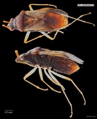 Hemiptera sp. "ZRCBDP0169747" • © Rene Ong • All Rights Reserved