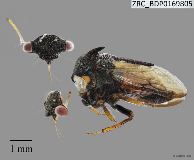 Hemiptera sp. "ZRCBDP0169805" • © Sabrina Tang • All Rights Reserved