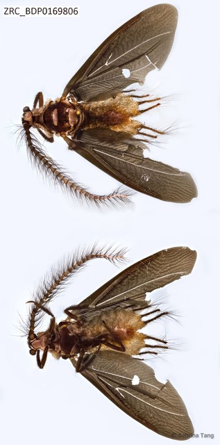 Hemiptera sp. "ZRCBDP0169806" • © Sabrina Tang • All Rights Reserved
