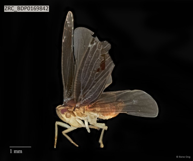 Hemiptera sp. "ZRCBDP0169842" • © Rene Ong • All Rights Reserved