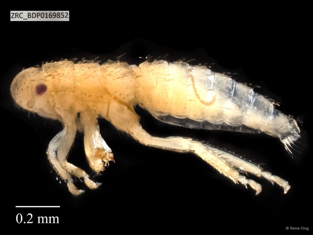 Hemiptera sp. "ZRCBDP0169852" • © Rene Ong • All Rights Reserved