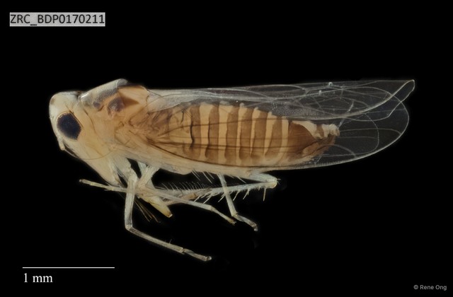 Hemiptera sp. "ZRCBDP0170151" • © Rene Ong • All Rights Reserved
