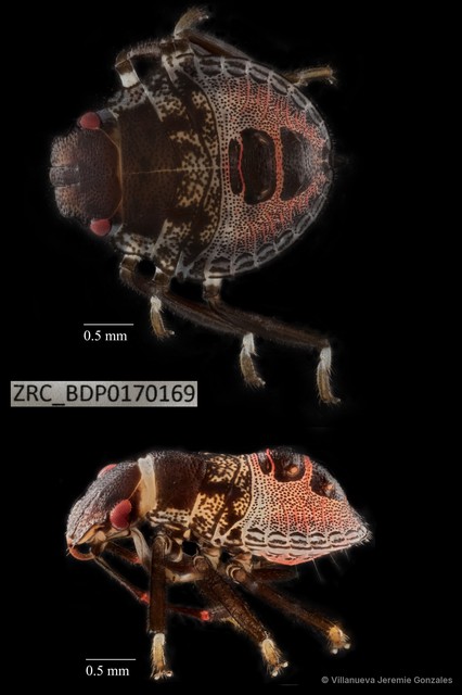 Hemiptera sp. "ZRCBDP0170169" • © Villanueva Jeremie Gonzales • All Rights Reserved