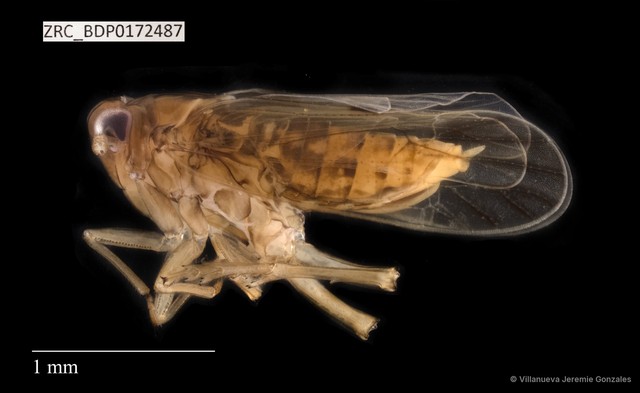 Hemiptera sp. "ZRCBDP0172487" • © Villanueva Jeremie Gonzales • All Rights Reserved