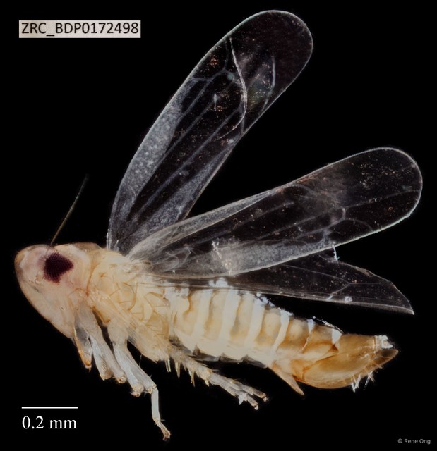 Hemiptera sp. "ZRCBDP0172498" • © Rene Ong • All Rights Reserved