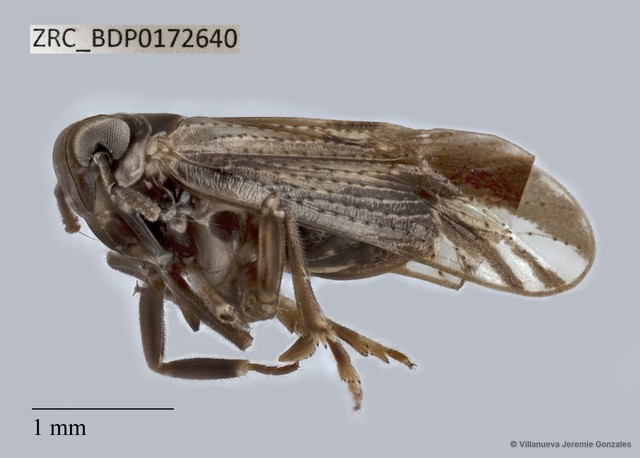 Hemiptera sp. "ZRCBDP0172640" • © Villanueva Jeremie Gonzales • All Rights Reserved