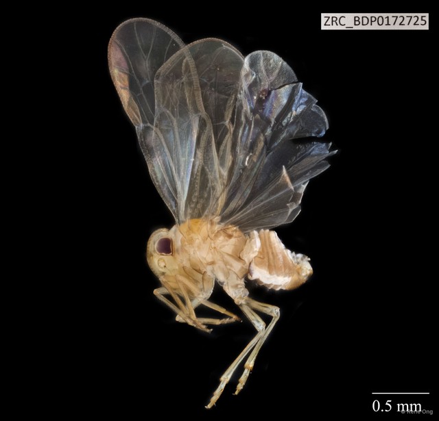 Hemiptera sp. "ZRCBDP0172725" • © Rene Ong • All Rights Reserved