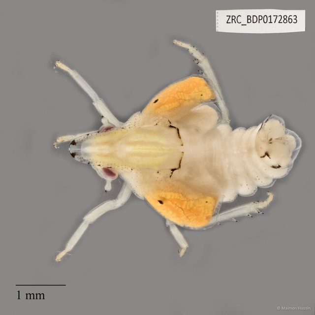 Hemiptera sp. "ZRCBDP0172863" • © Maimon Hussin • All Rights Reserved