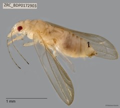 Hemiptera sp. "ZRCBDP0172903"