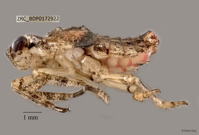 Hemiptera sp. "ZRCBDP0172922" • © Rene Ong • All Rights Reserved
