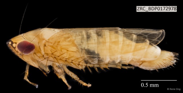 Hemiptera sp. "ZRCBDP0172978" • © Rene Ong • All Rights Reserved
