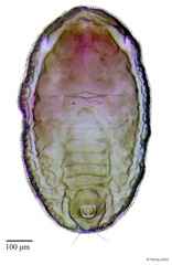 Aleurotrachelus trachoides
