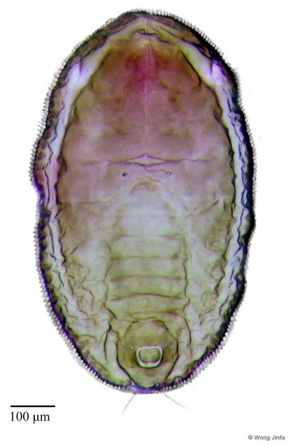 Aleurotrachelus trachoides • © Wong Jinfa • All Rights Reserved